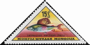 Arctic Grayling (Thymallus arcticus)