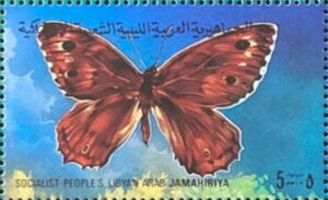 Striped Grayling (Pseudotergumia fidia)