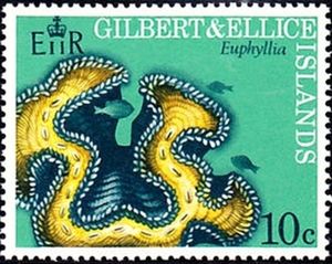 Large-polyped Stony Coral (Euphyllia sp.)