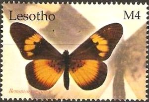 Wanderer (Bematistes aganice)