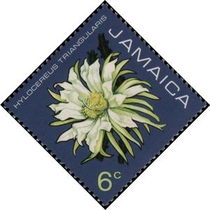 Hylocereus triangularis