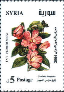 Gladiola lavender