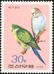 Budgerigar (Melopsittacus undulatus)