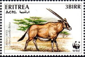 Beisa Oryx (Oryx beisa)