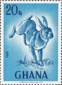 Cape Hare (Lepus capensis)