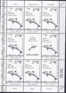 Bottlenose Dolphin (Tursiops truncatus)