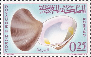 Smooth Clam (Pitaria chione)