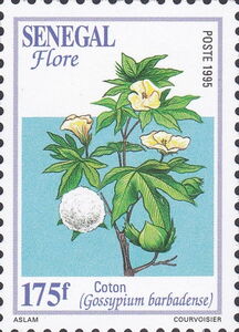 Pima Cotton (Gossypium barbadense)