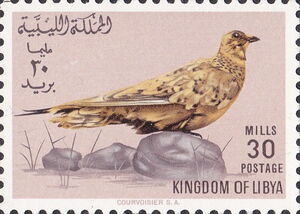 Spotted Sandgrouse (Pterocles senegallus)