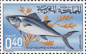 Plain Bonito (Orcynopsis unicolor)