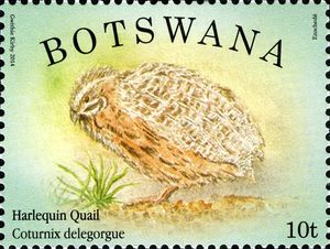 Harlequin Quail (Coturnix delegorguei)