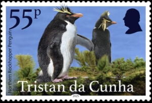 Northern Rockhopper Penguin (Eudyptes moseleyi)