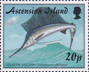 Atlantic Sailfish (Istiophorus albicans)