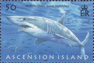 Shortfin Mako (Isurus oxyrhynchus)