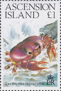 Yellow and Purple Land Crab (Gecarcinus lagostoma)