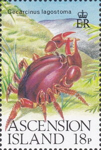 Yellow and Purple Land Crab (Gecarcinus lagostoma)