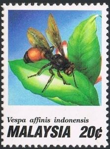 Hornet (Vespa affinis indosinensis)