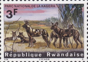 African Hunting Dog (Lycaon pictus)