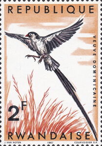 Pin-tailed Whydah (Vidua macroura)