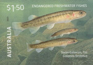 Swan Galaxias (Galaxias fontanus)