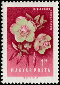 Hellebore (Helleborus purpurascens)