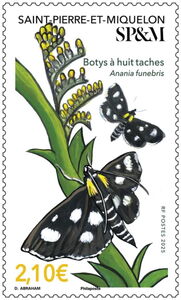 White-Spotted Sable Moth (Anania funebris)