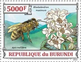 Rhododendron maximum, Apis mellifera