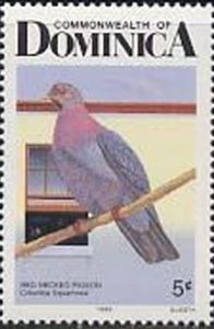 Red-necked Pigeon (Patagioenas squamosa)
