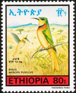 Little Bee-eater (Merops pusillus)