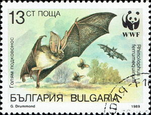 Greater Horseshoe Bat (Rhinolophus ferrumequinum)