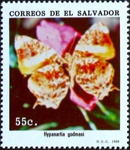 Godman's Mapwing (Hypanartia godmani)