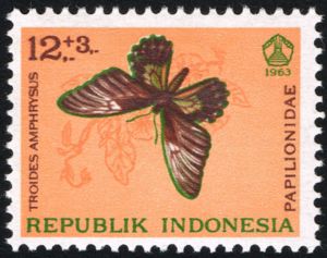 Golden Birdwing Butterfly (Troides amphrysus)