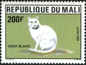 Domestic Cat (Felis silvestris catus)