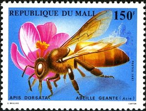 Giant Honeybee (Apis dorsata)
