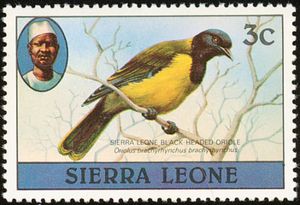 Western Black-headed Oriole (Oriolus brachyrynchus)