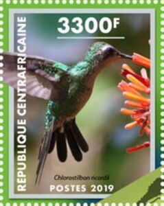 Cuban Emerald (Chlorostilbon ricordii)