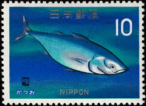 Angler, Skipjack (Katsuwonus pelamis)