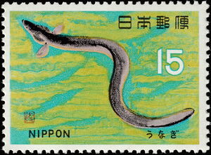 Japanese Eel (Anguilla japonica)