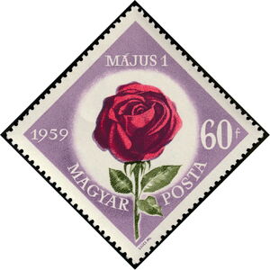 Rose (Rosa hybr.)