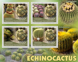 Cactus - Echinocactus