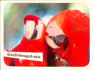 Scarlet Macaw - Sticker no. 5