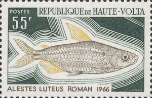 African Characid (Alestes luteus)