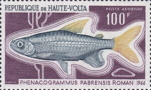 Congo Tetra (Phenacogrammus pabrensis)