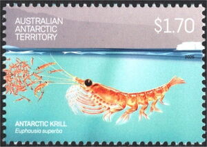 Antarctic Krill (Euphausia superba)