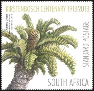 Albant Cycad (Enchephalartos latifrons)