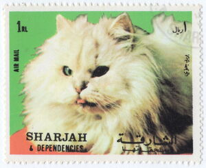 Yellow Persian (Felis silvestris catus)