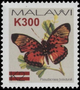 Boisduval's False Acraea (Pseudacraea boisduvali) Surcharged