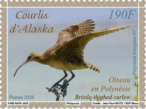 Bristle-Thighed Curlew (Numenius tahitiensis)