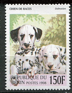 Dalmatian (Canis lupus familiaris)