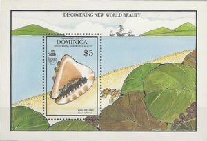 King Helmet (Cassis tuberosa)